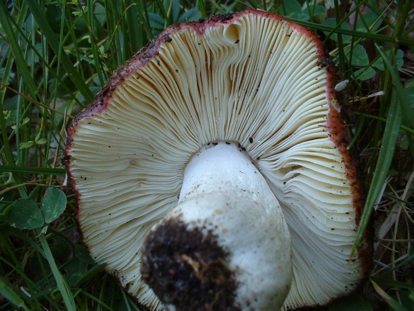 russule da confermare